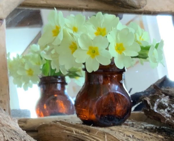Primroses