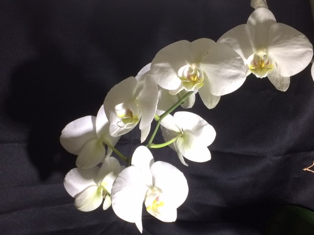 black orchid