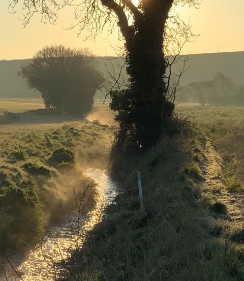 trees in the mist 2