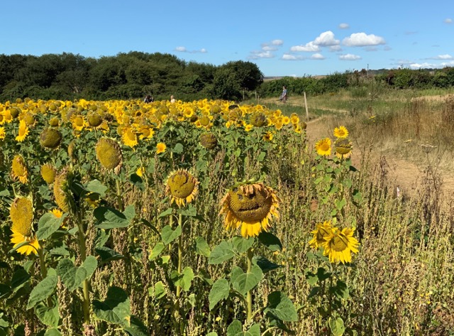 sunflowers